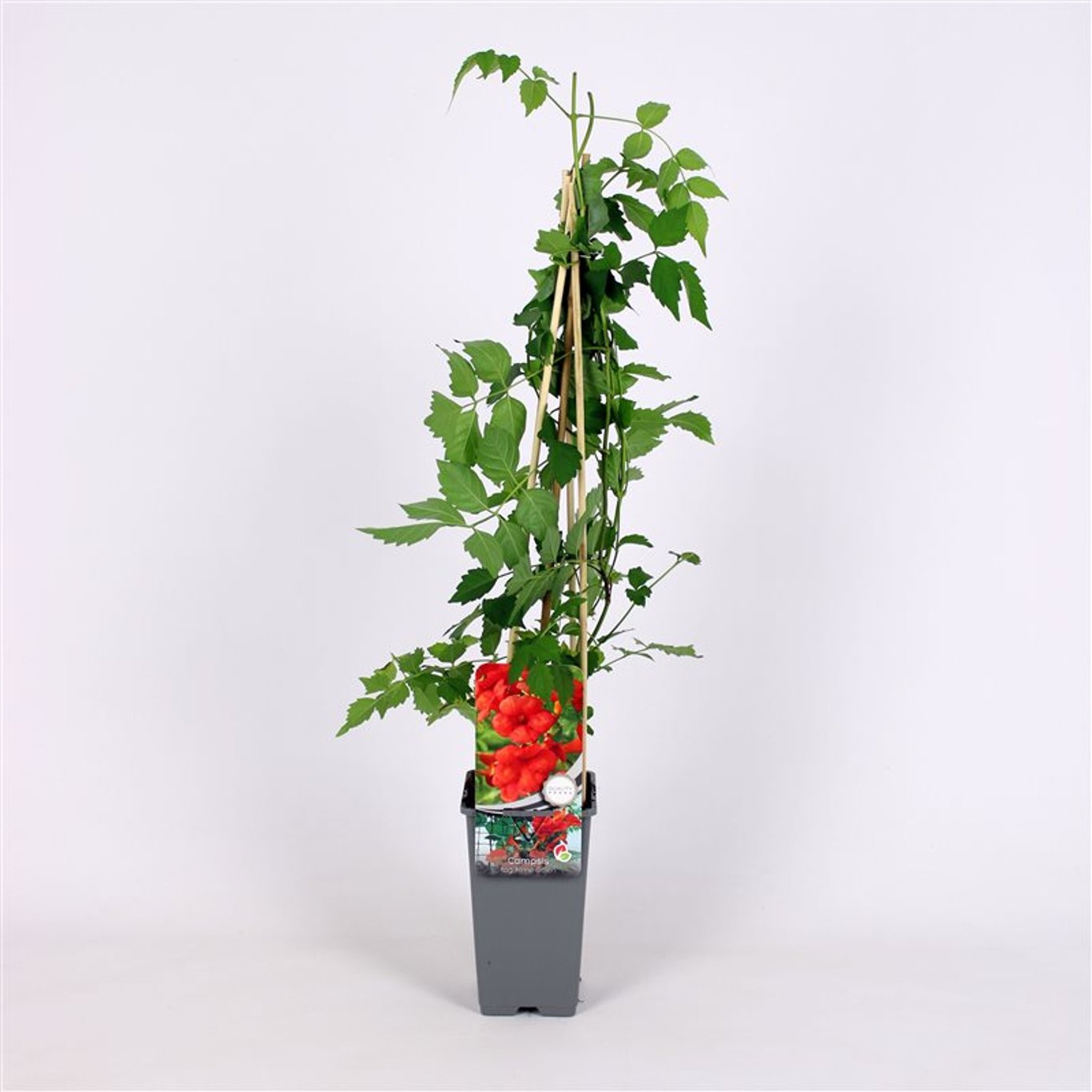 Campsis t. 'Mme Galen' - C2 70/+ CM